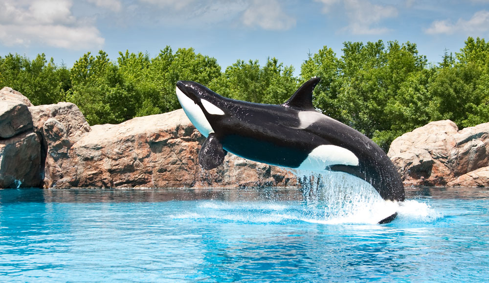 rencontre avec les dauphins marineland