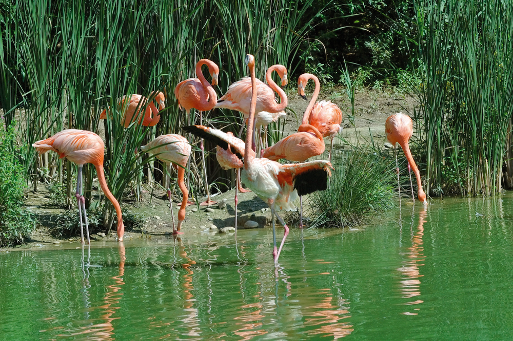 Parc des Oiseaux, Villars-Les-Dombes