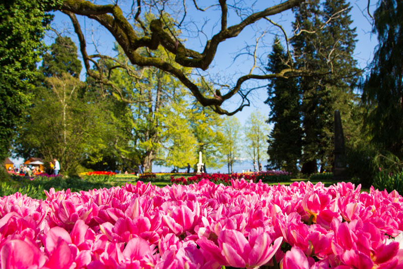Fête de la Tulipe à Morges © Shutterstock