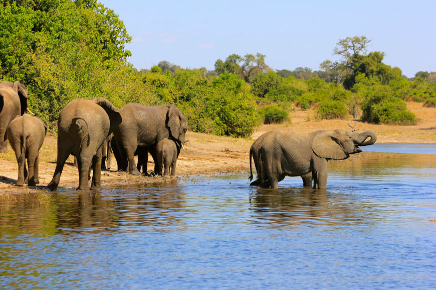 Afrique-du-Sud-Chobe-riviere-elephants-48741©CroisiEurope